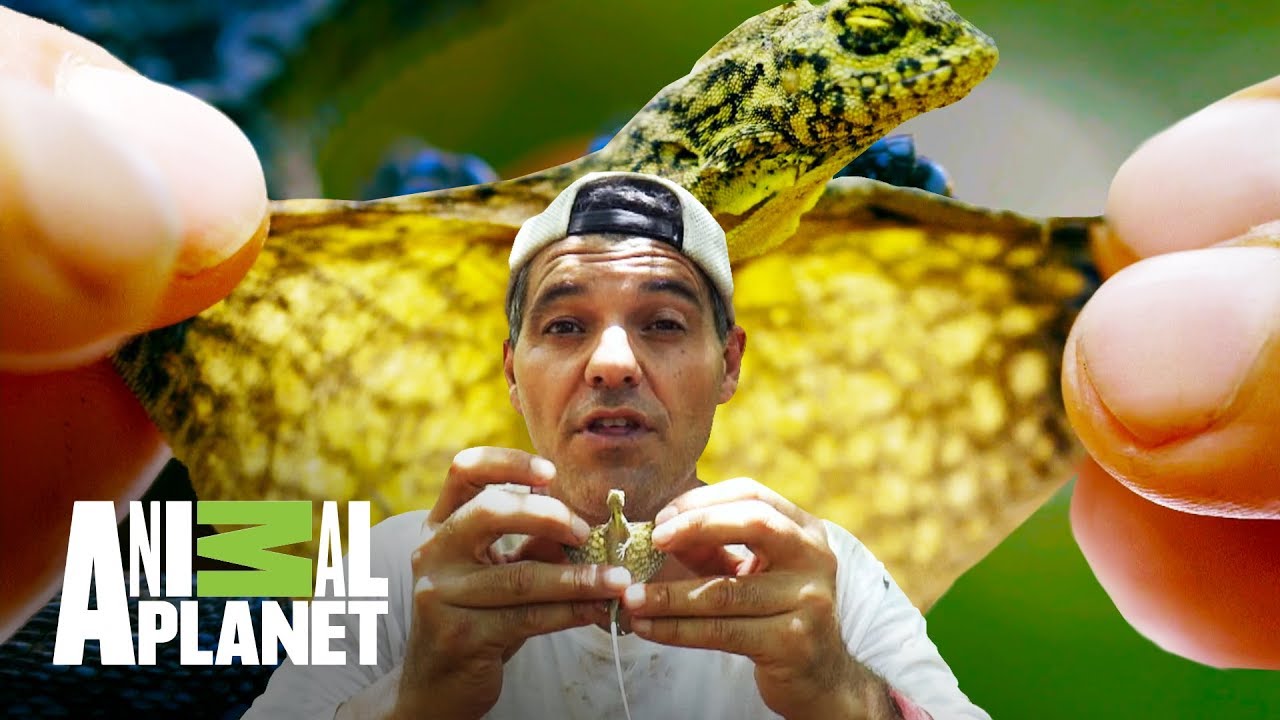 Aventuras con Wild Frank: Los dragones de Frank | Animal Planet