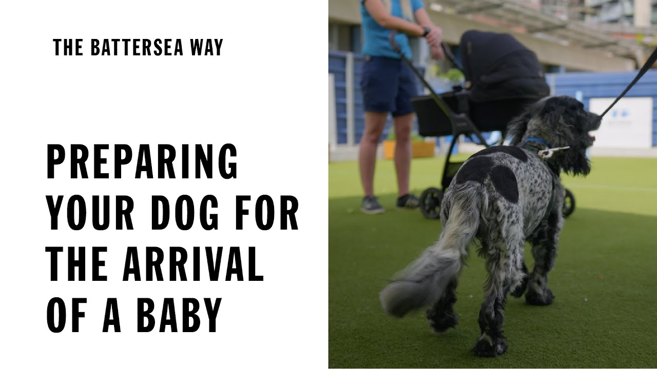 Preparing your dog for the arrival of a baby | The Battersea Way