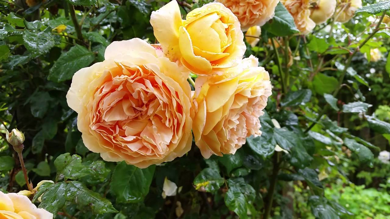 Kingfisher Cottage Garden - July 2016