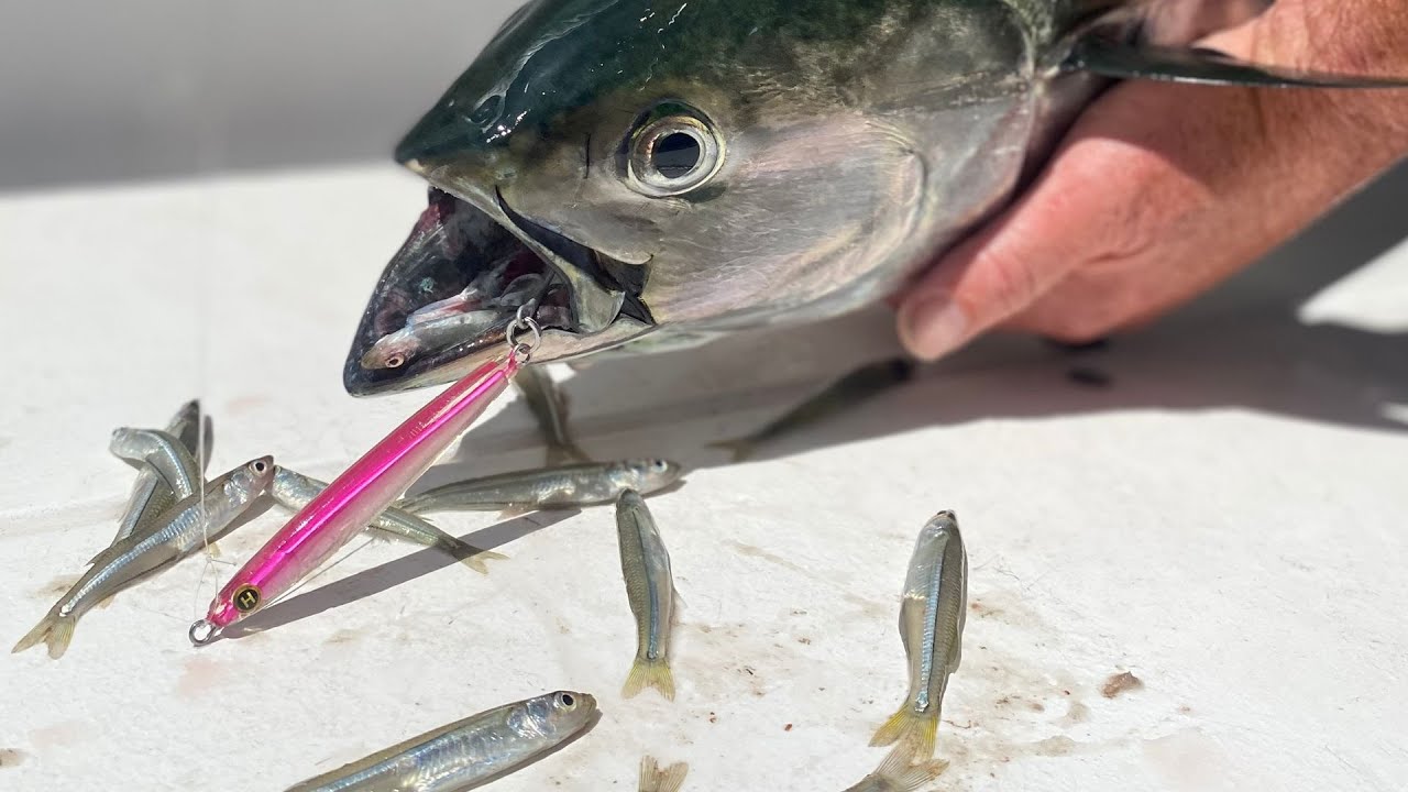 Albie Fishing 101 | Hogy Albie Playbook