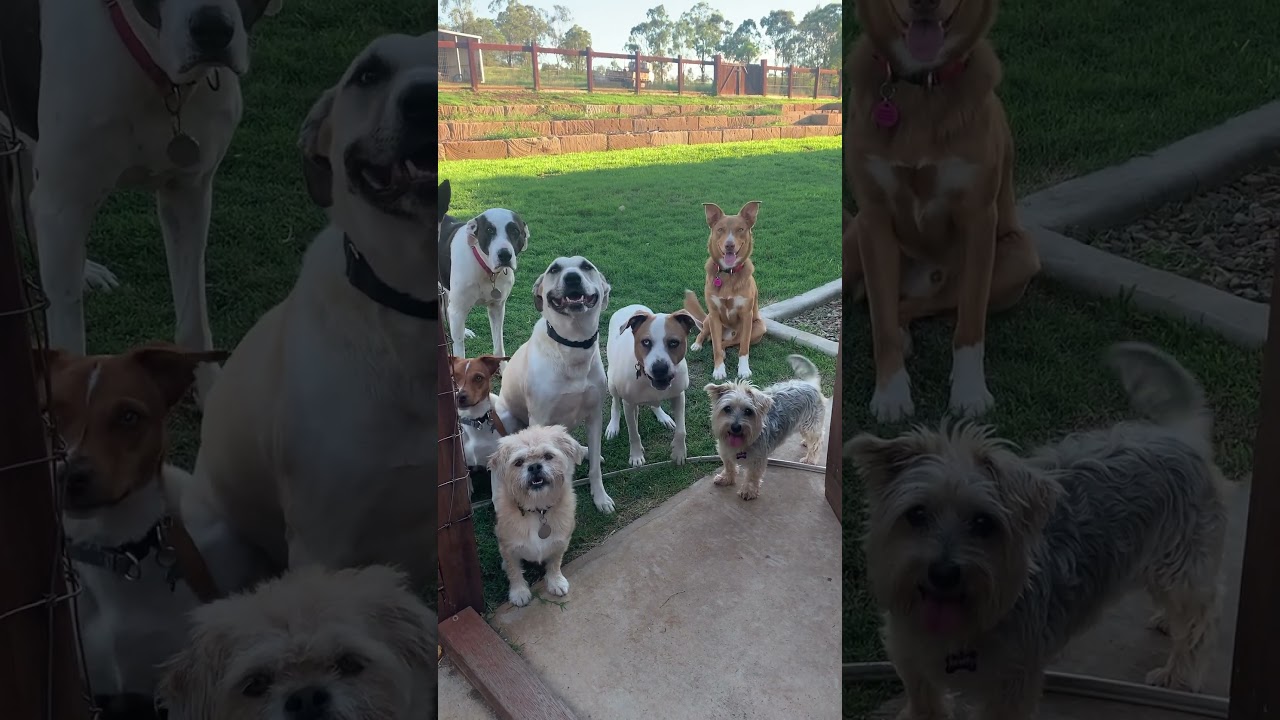 Teach your dog impulse control - include it as part of your everyday routine