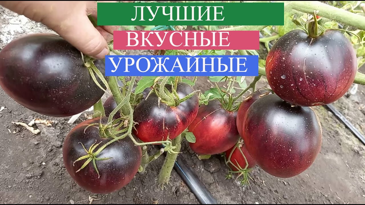 ВЫ ПРОСТО ОБЯЗАНЫ ПОСАДИТЬ эти томаты У СЕБЯ НА УЧАСТКЕ, мега урожайность, супер вкус, полезные