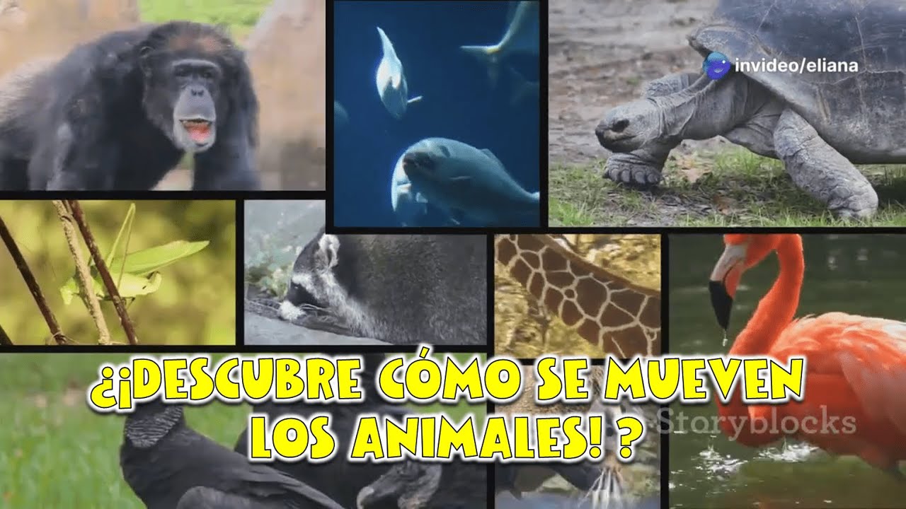 ¡Descubre cómo se mueven los animales! para niños