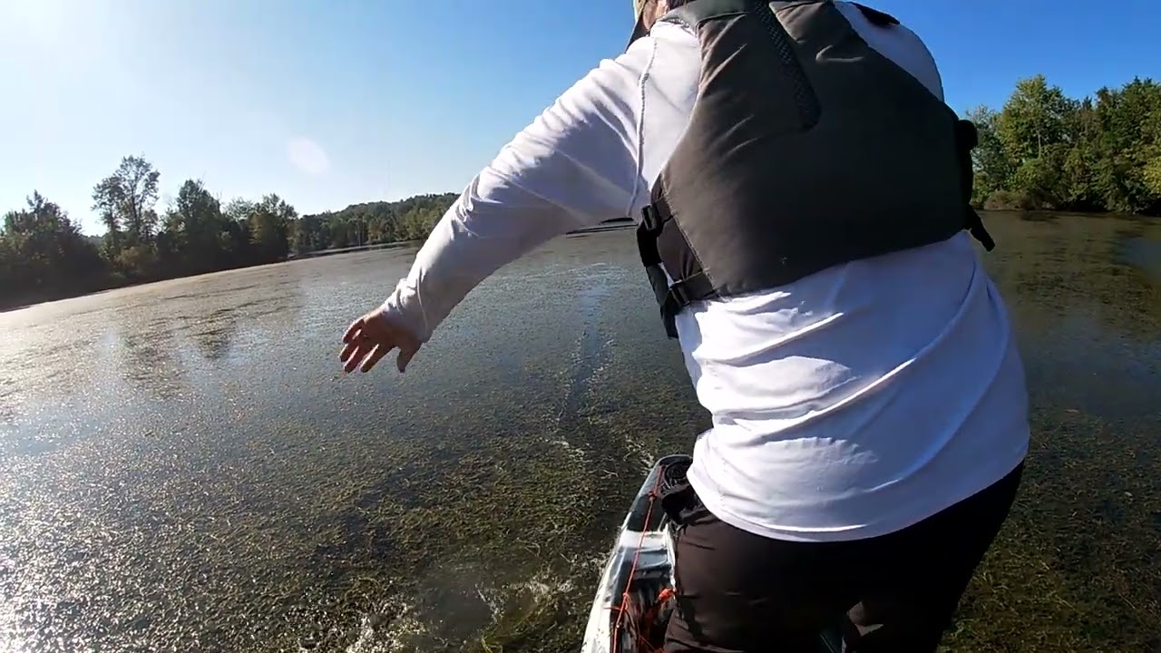 Frog Bite (BIG TOPWATER BITES)