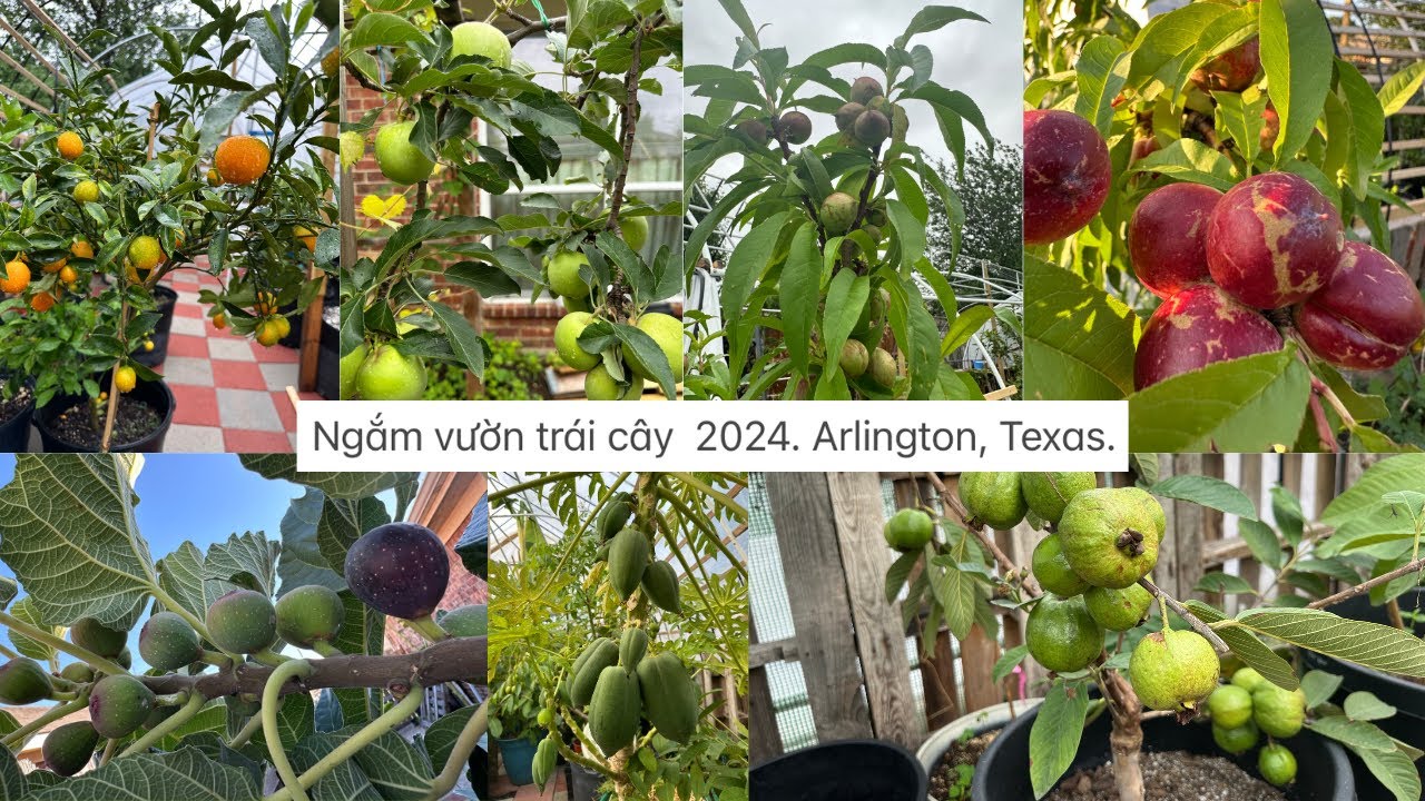 Ngắm vườn trái cây  2024. Arlington, Texas. # 579❤️🥰🌸🌹🍑🌴