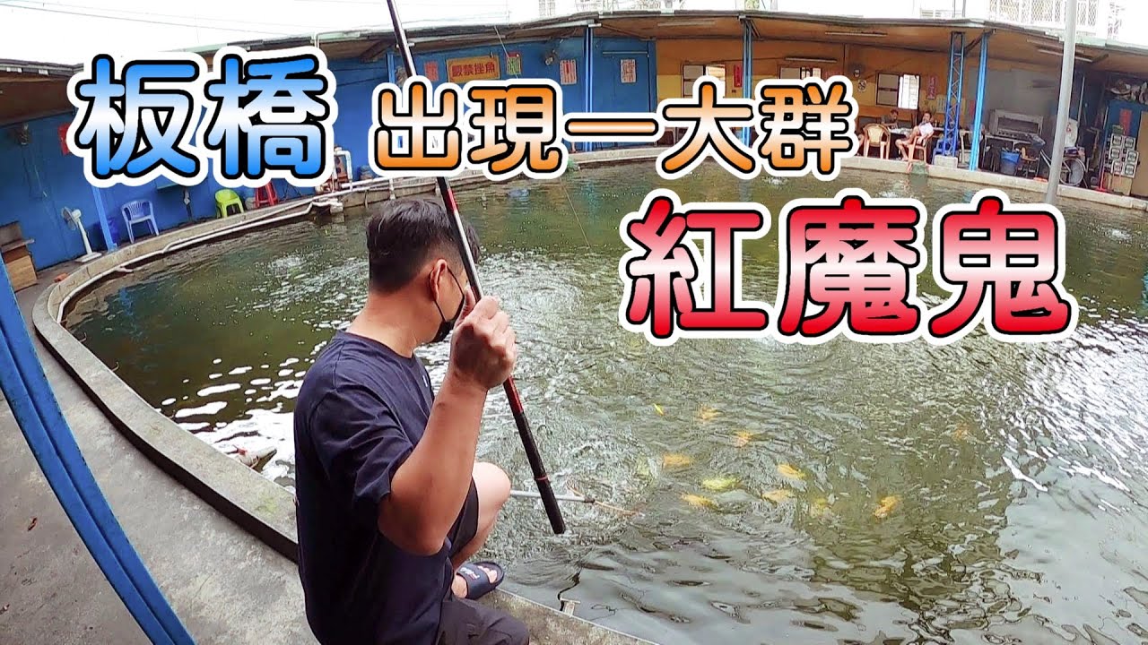 【老蟹愛釣魚】紅魔鬼竟然出現在市區！現在想釣紅魔鬼，在板橋也可以釣的到。
