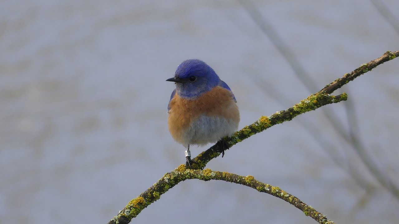 The Putah Creek Nestbox Highway: 25 years and 18,000 fledglings