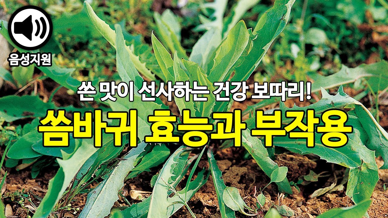 당뇨에 좋다는 씀바귀 효능과 부작용 알아봐요