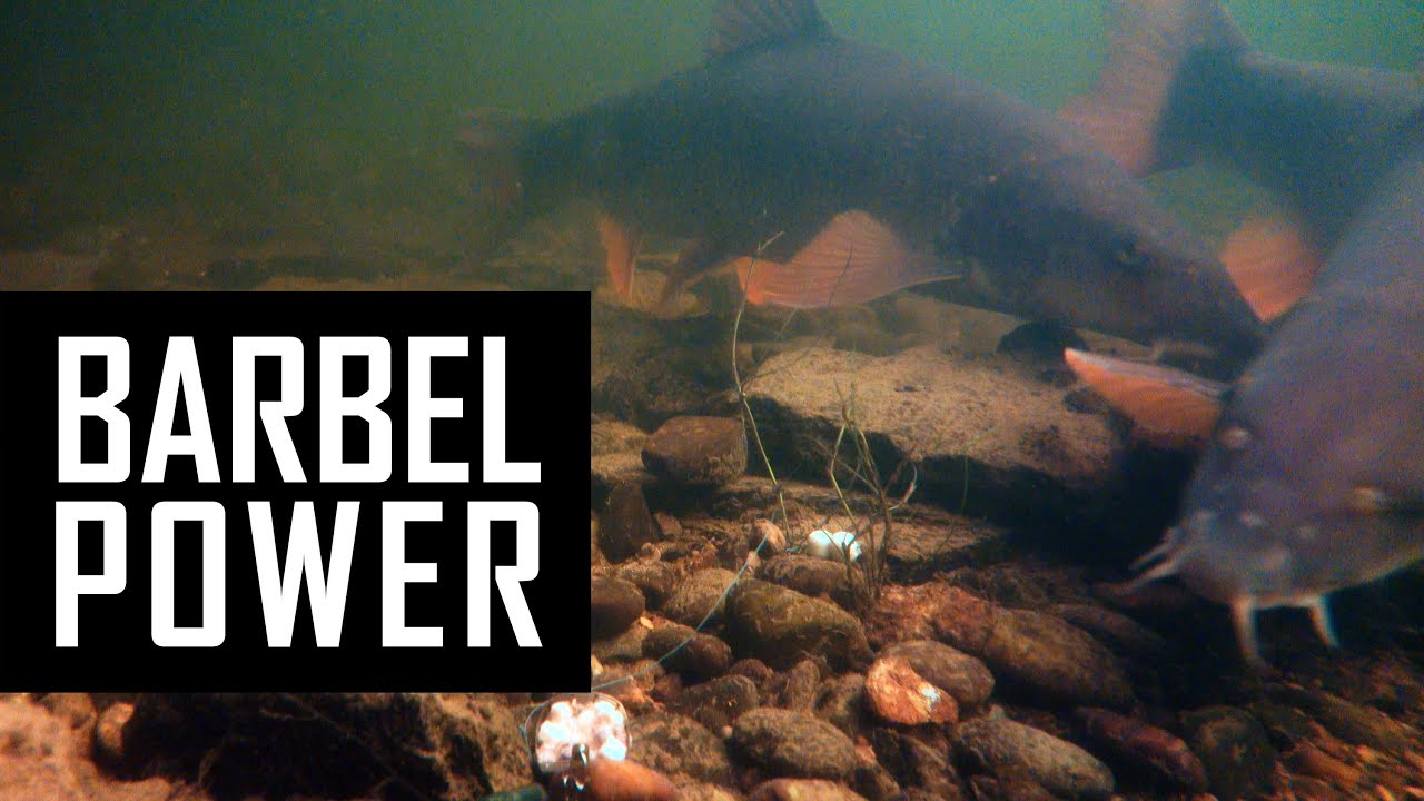 Barbel fishing underwater on the feeder with live comments!