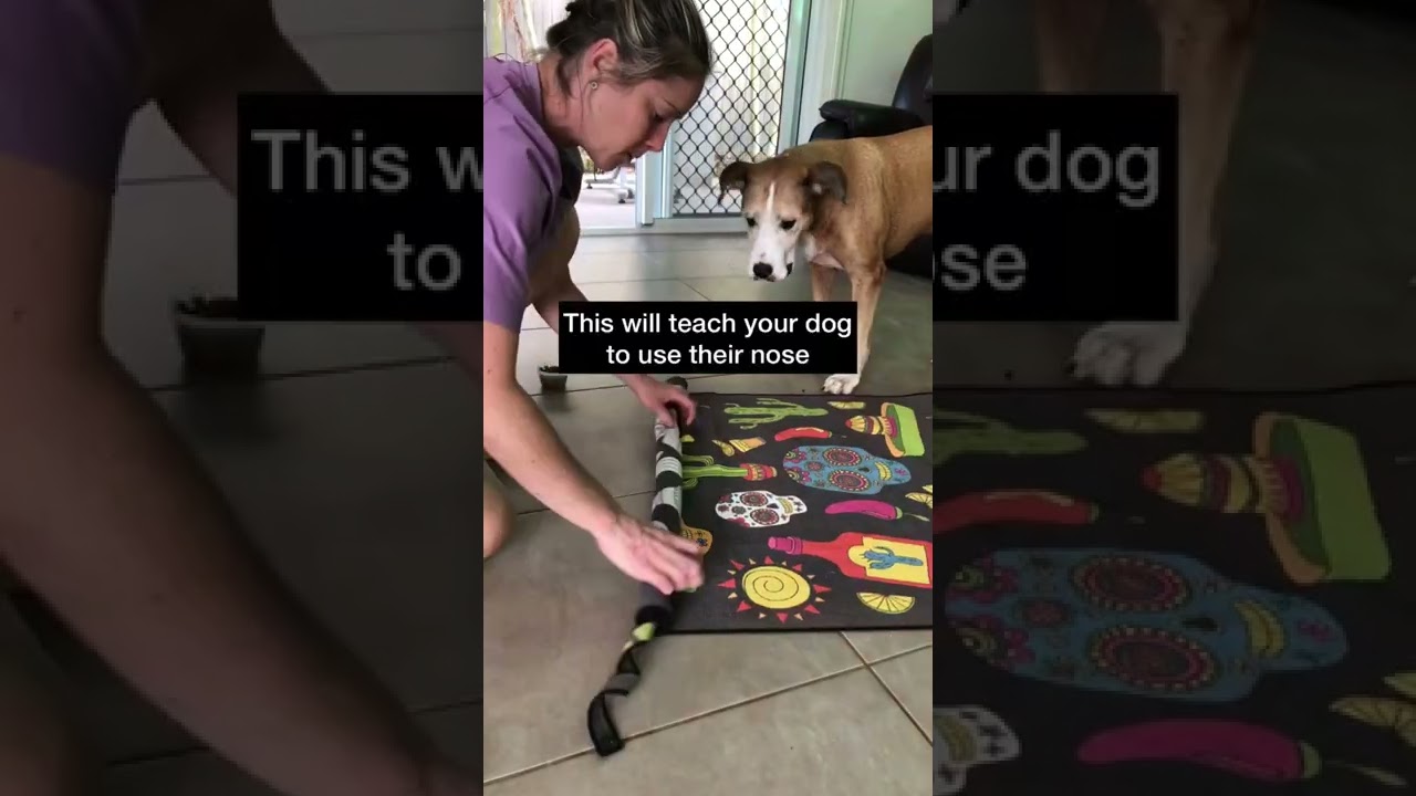 WATCH this EASY DIY DOG towel ✨enrichment✨ idea for STEP BY STEP INSTRUCTIONS