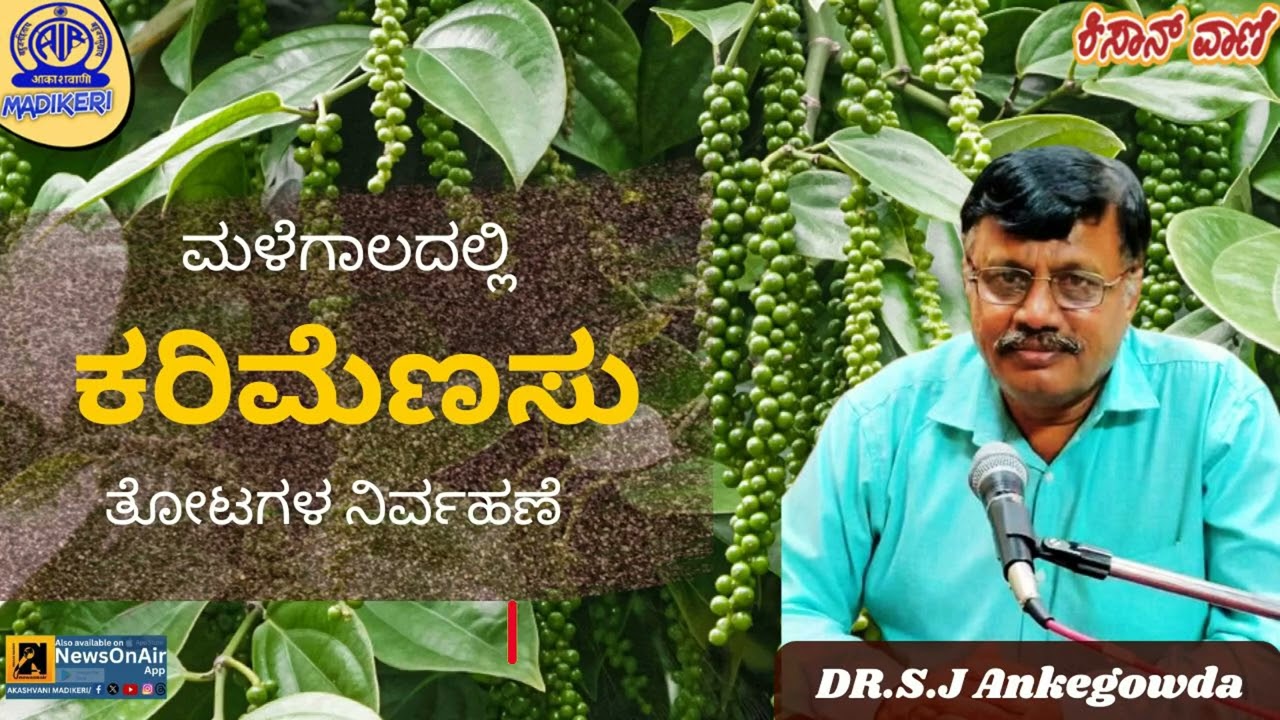 KISANVANI |MANAGEMENT OF BLACK PEPPER CROPS DURING RAIN SEASON | DR S.J ANKEGOWDA
