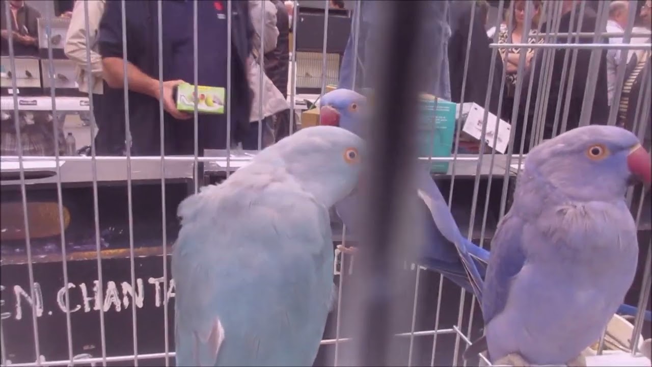 Foire aux oiseaux Pontivy 2025