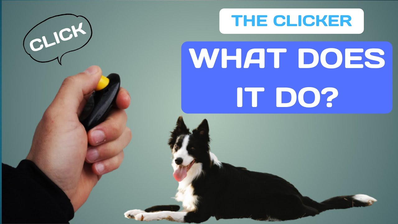 The CLICKER in DOG TRAINING - What does it do?