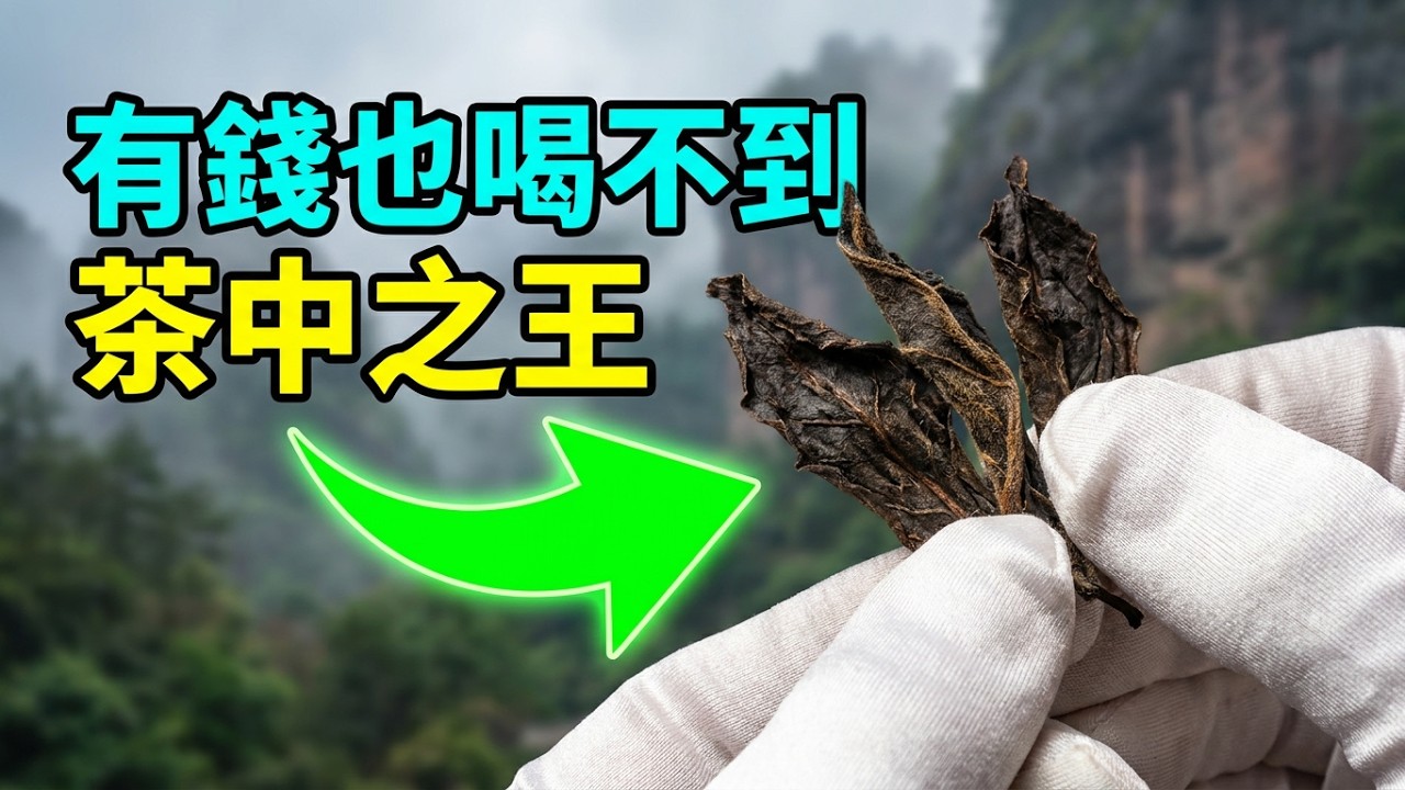 中國最貴的茶葉，母樹大紅袍，僅存六株，再有錢也喝不到的母樹大紅袍，巖茶之王背後的淚與光！
