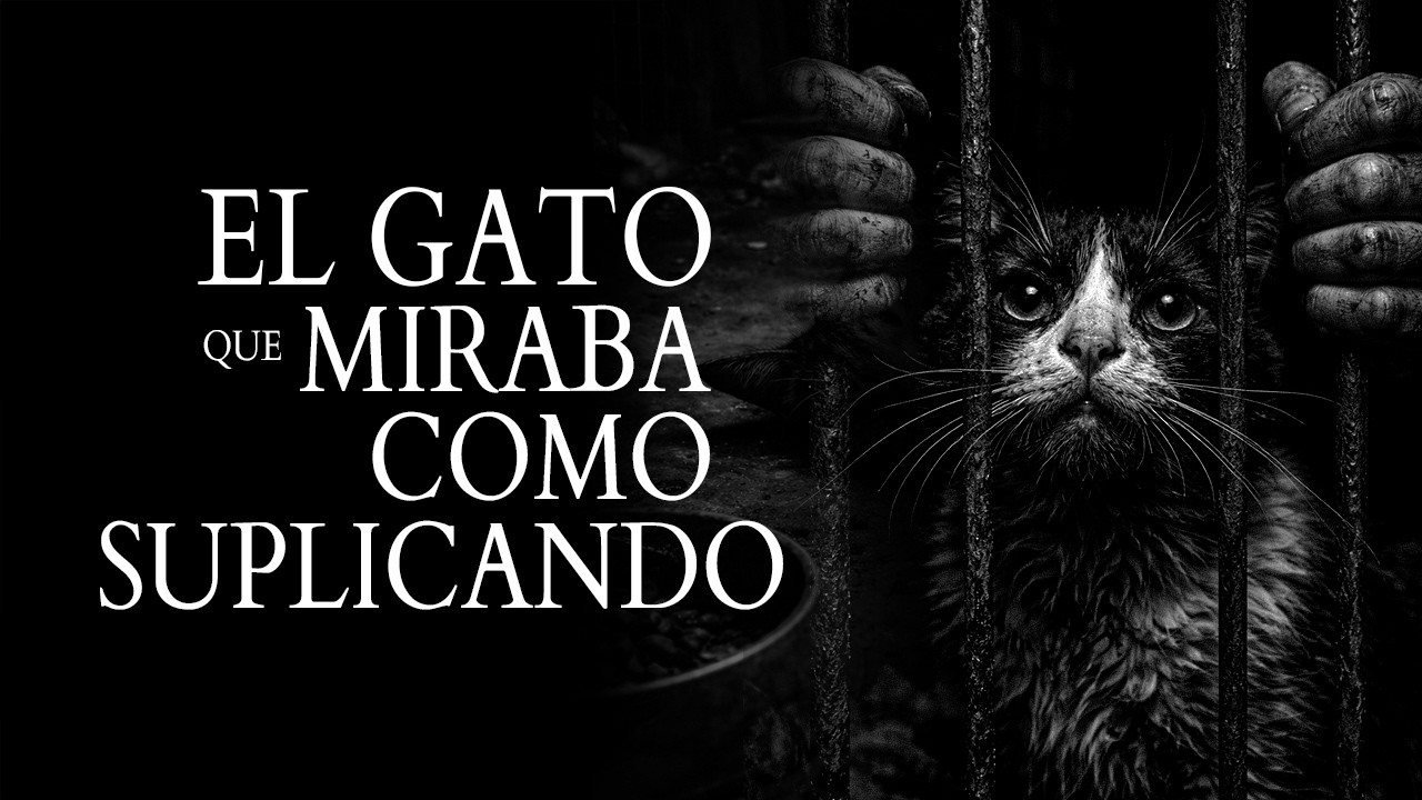 EL GATO QUE MIRABA COMO SUPLICANDO