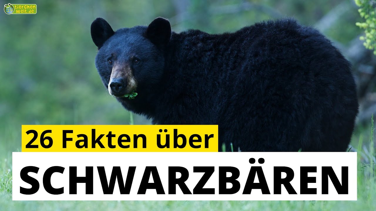 26 Steckbrief-Fakten &uuml;ber Schwarzb&auml;ren - Doku-Wissen &uuml;ber Tiere - f&uuml;r Kinder