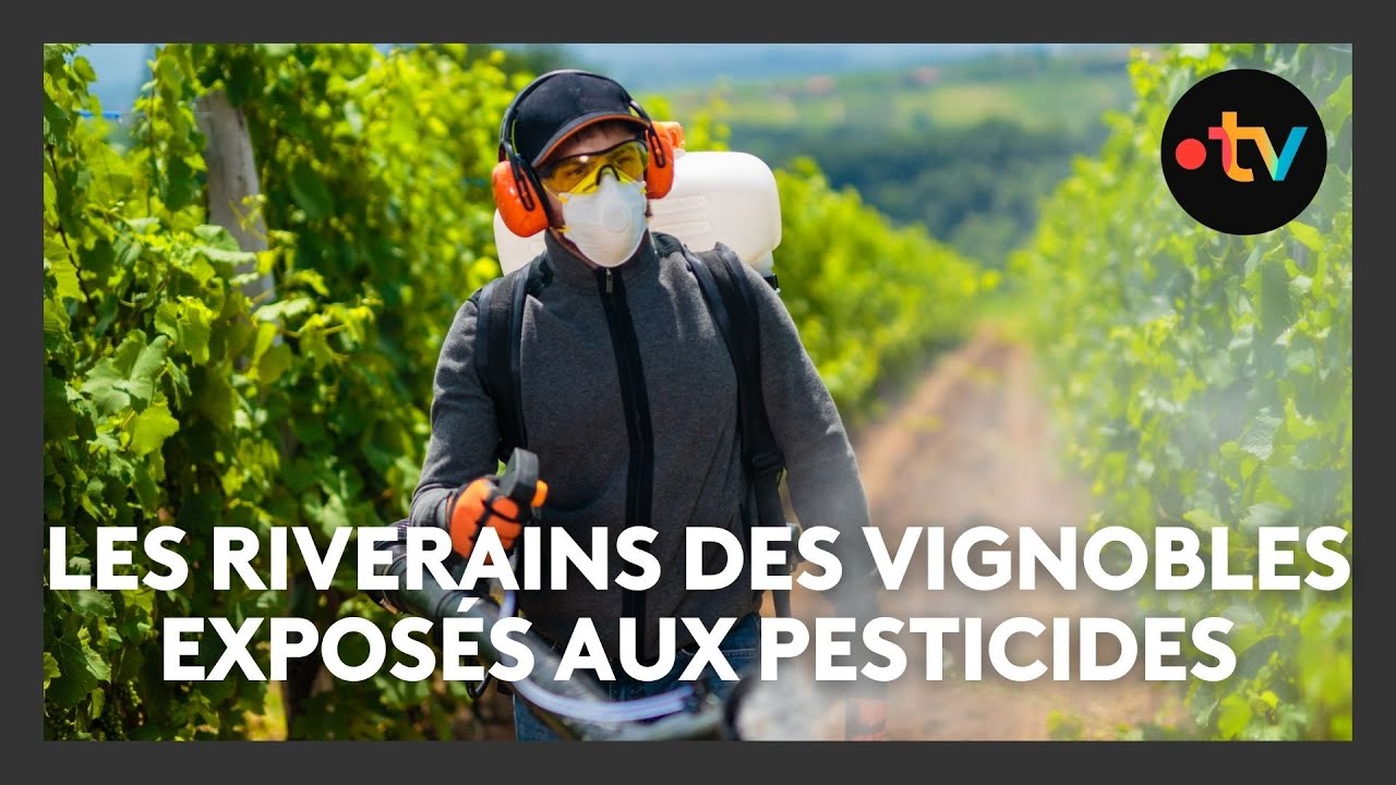 Les riverains des vignobles de Chinon très exposés aux pesticides