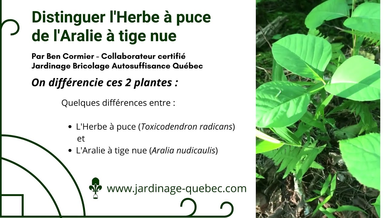 DIFF&Eacute;RENCES ENTRE L'HERBE &Agrave; PUCE ET L'ARALIE &Agrave; TIGE NUE