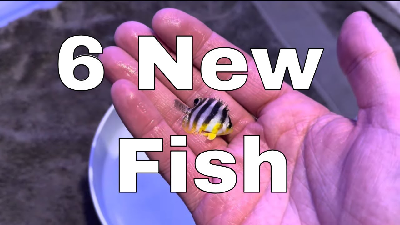 6 More New Fish For The Waterbox - Day 8