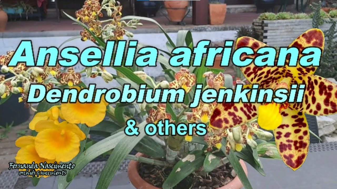 Ansellia africana, Dendrobium jenkinsii, Dendrobium aphyllum & others 🌺 LEGENDAS em PORTUGUÊS