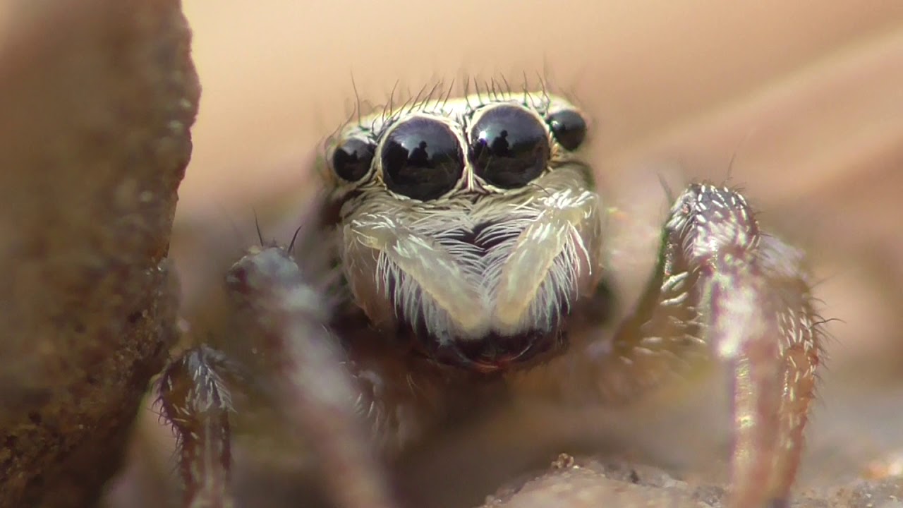 Jumping spider. Zebraspringspinne (Salticus scenicus) Dohr, Eifel, Germany