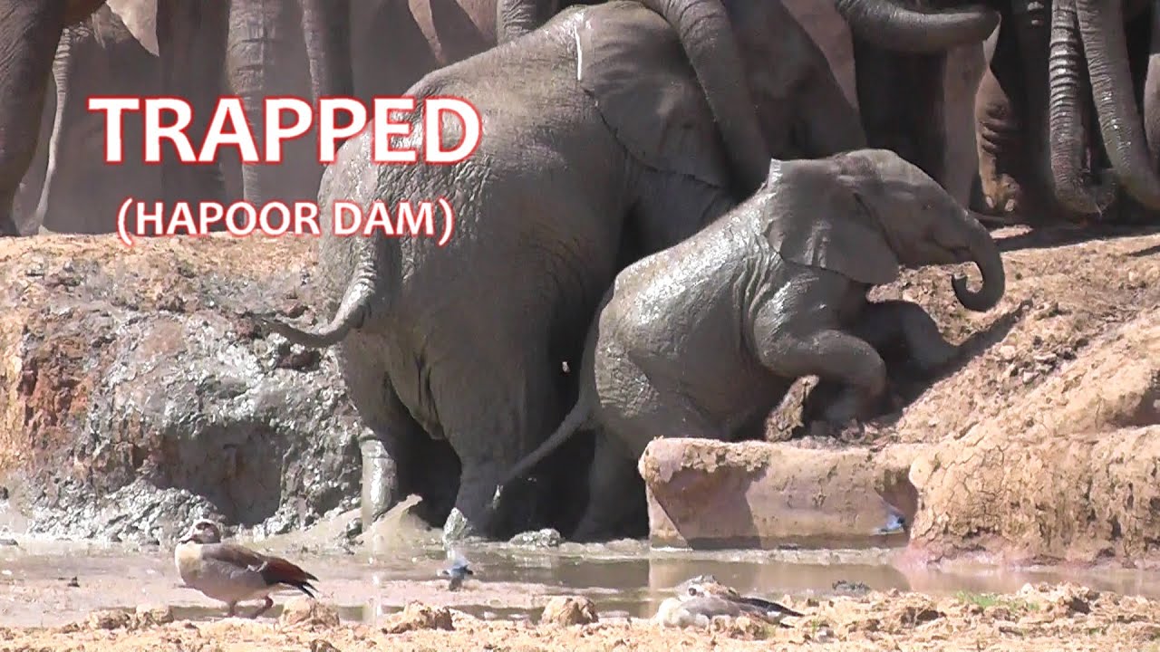 SOUTH AFRICA young elephants trapped in Hapoor Dam (Addo Elephant national park, 14 feb 2025)
