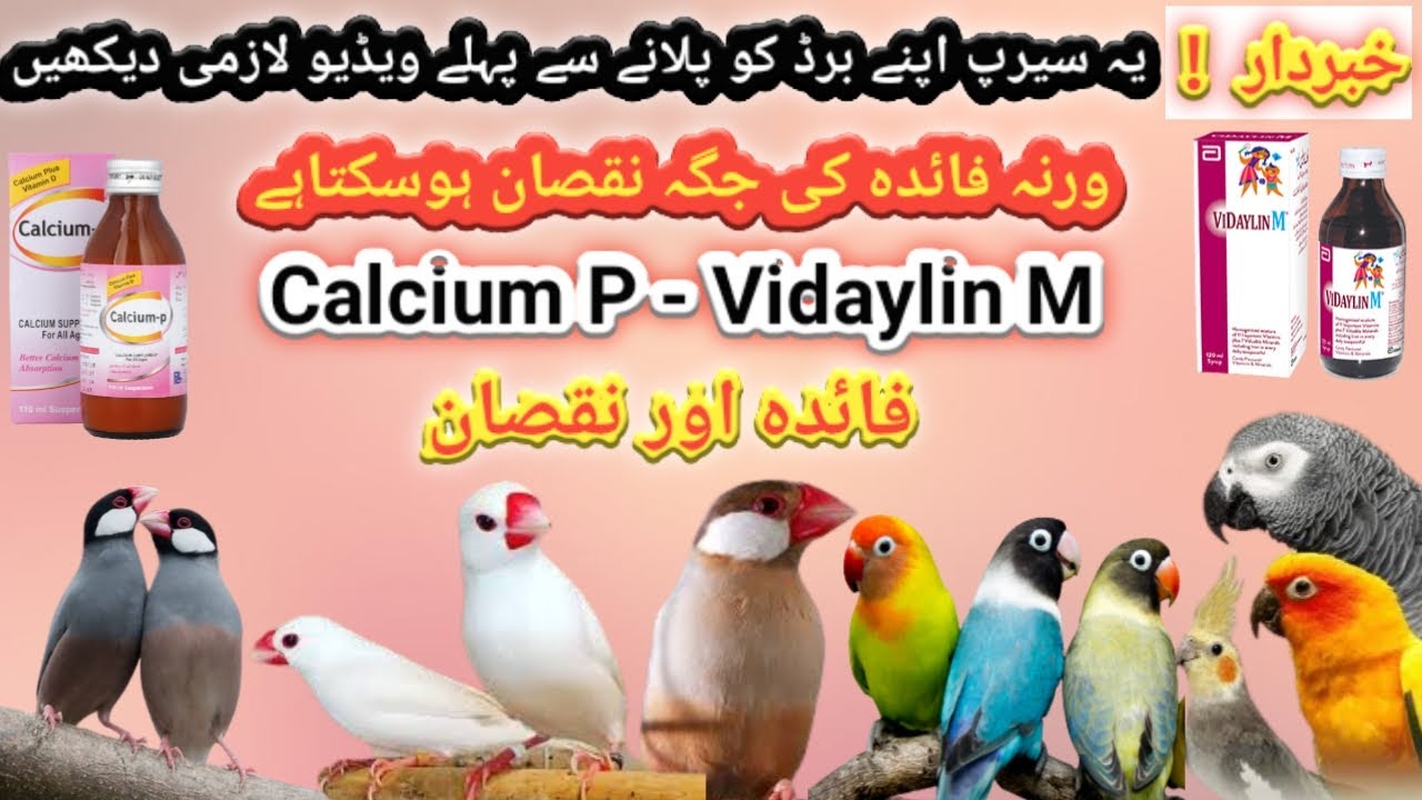 Java Finch Love birds Ringneck Ko Calcium P Or Vidayline M setup Dany se phela ya Video Zarur Dakhen
