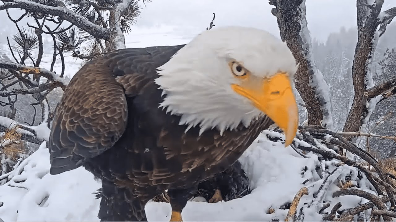Father Eagle Trading Places with Mother ✨🦅 (MAJESTIC)