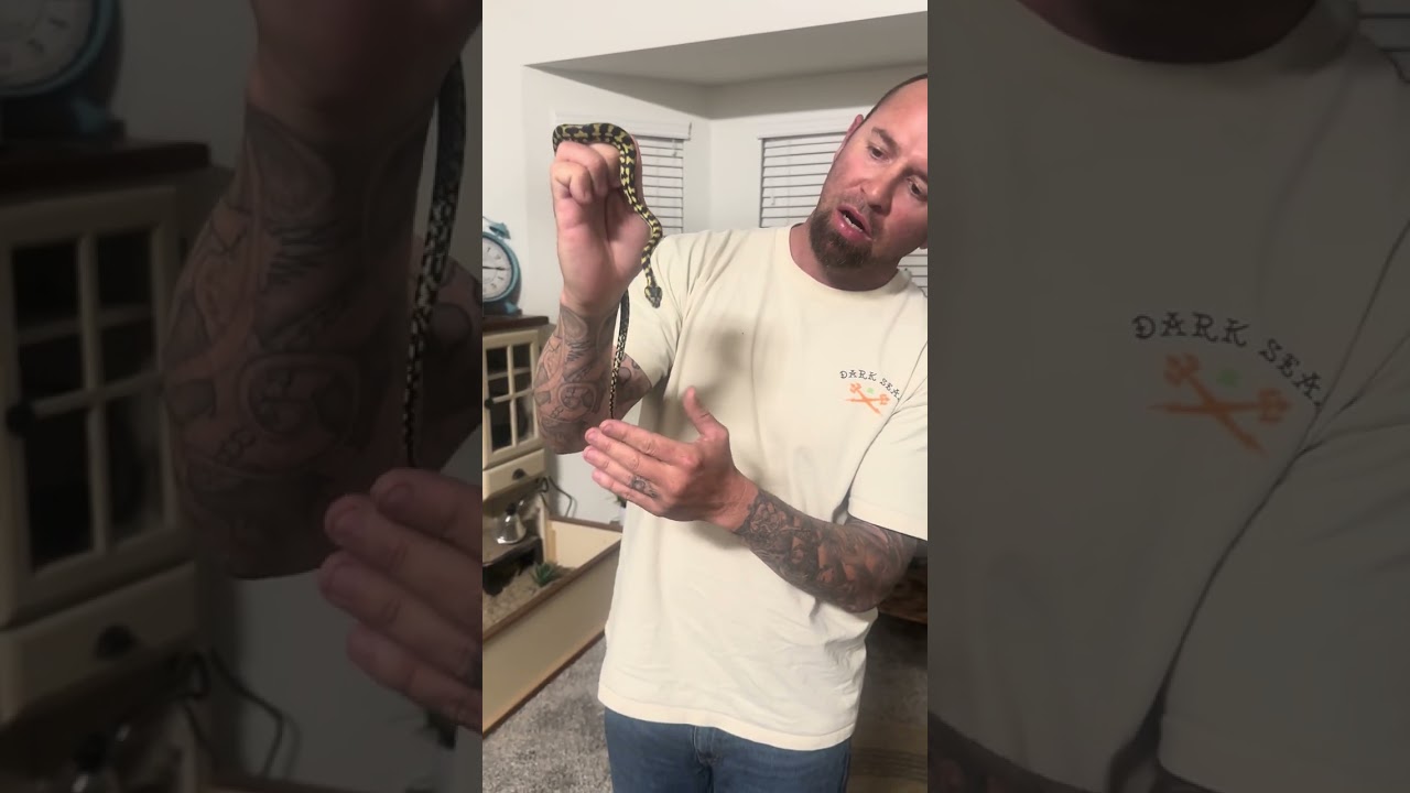 Socializing our baby jungle Carpet Python. #homezoo #junglecarpetpythons #reptilesocialization #fyp 
