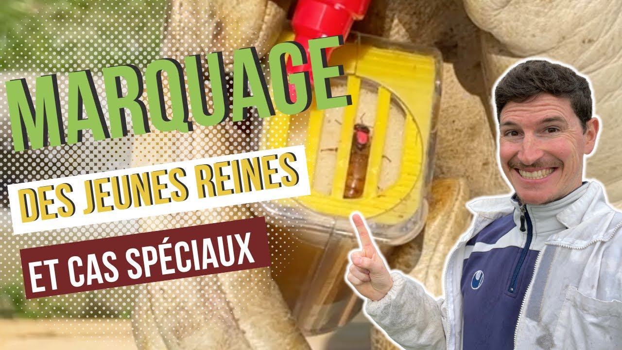 Comment je marque les Reines ?? et visite de cas spéciaux... [S01E11]