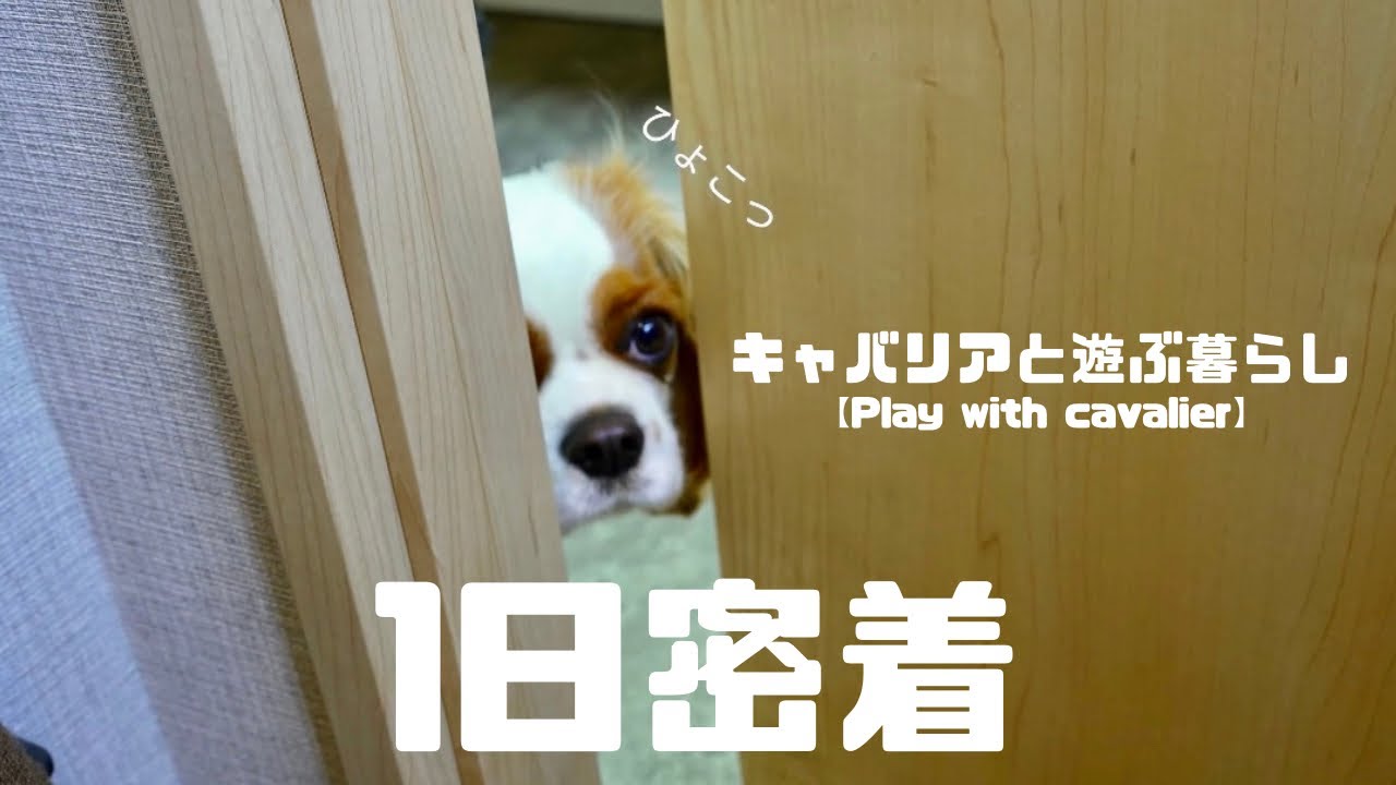キャバリア ブレンハイム 紗来の1日に密着【キャバリアと遊ぶ暮らし＃34】