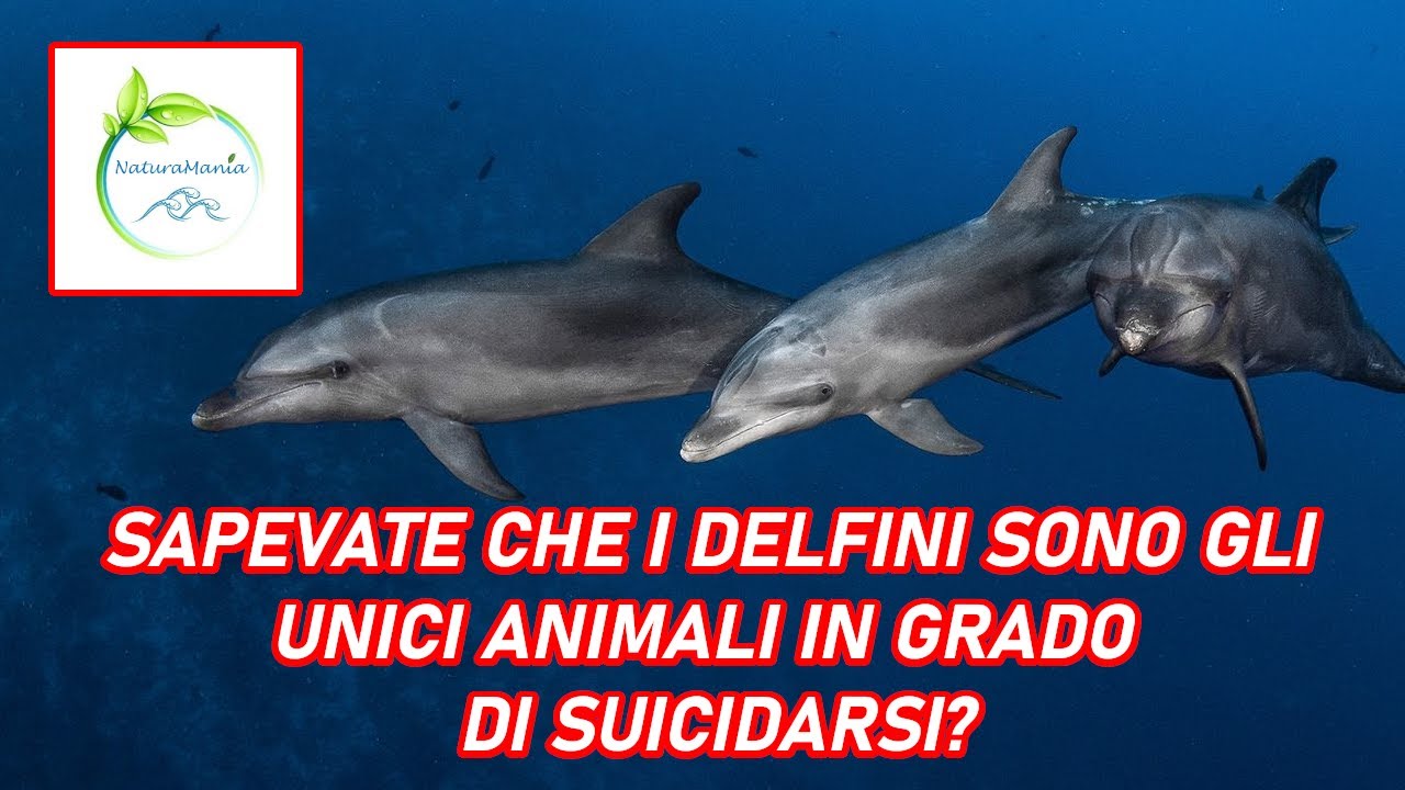 COSE CHE NON SAPEVI SUI DELFINI! | Clicca per scoprire curiosit&agrave; uniche su questi splendidi animali!