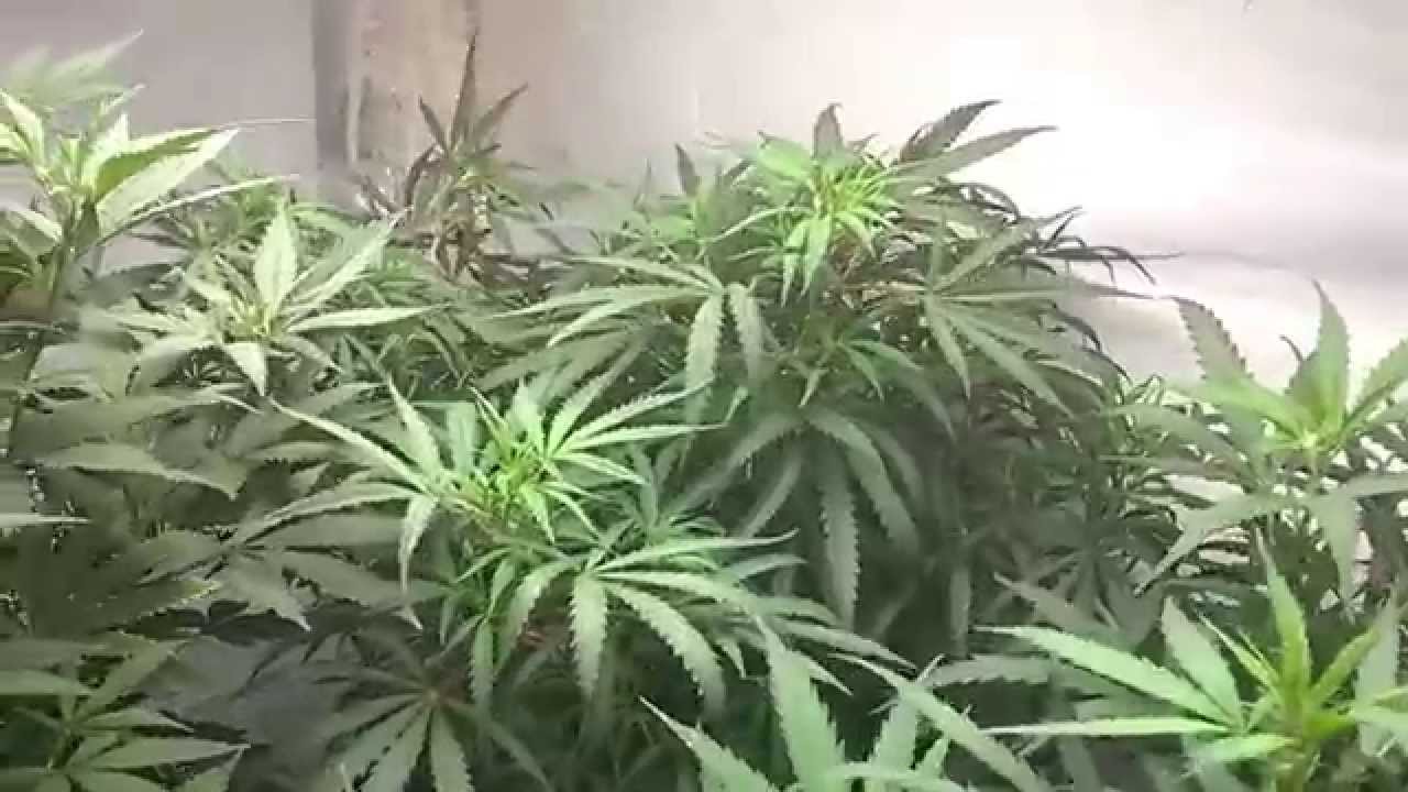 Hyroots Garden Day 5