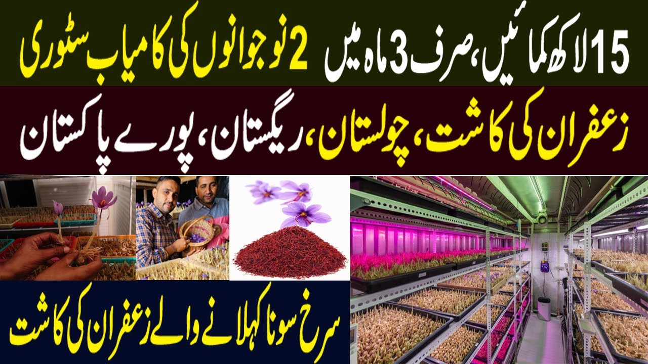 Saffron Cultivation in Pakistan | Saffron Farming in Pakistan | How to Farming Saffron in Pakistan |