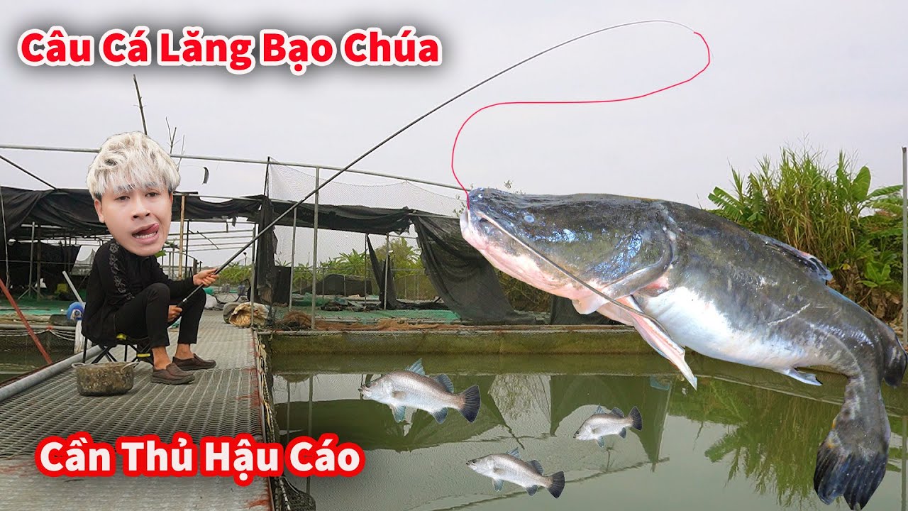 Cáo Ca - Vác Cần Sịn Câu Cá Lăng Khủng Và Săn Chim Bằng Ná Cao Su