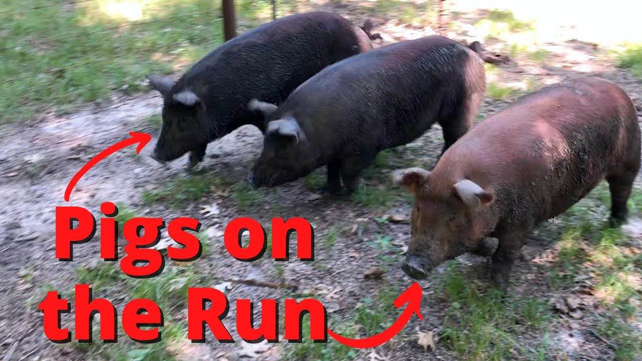 The Pigs ESCAPED!