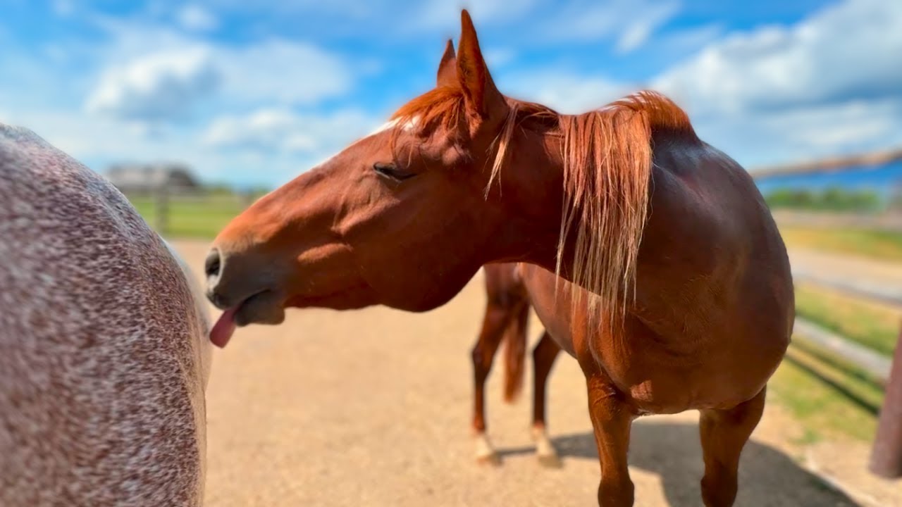 Adopting a WILD MUSTANG horse!  Is my facility BLM compliant?