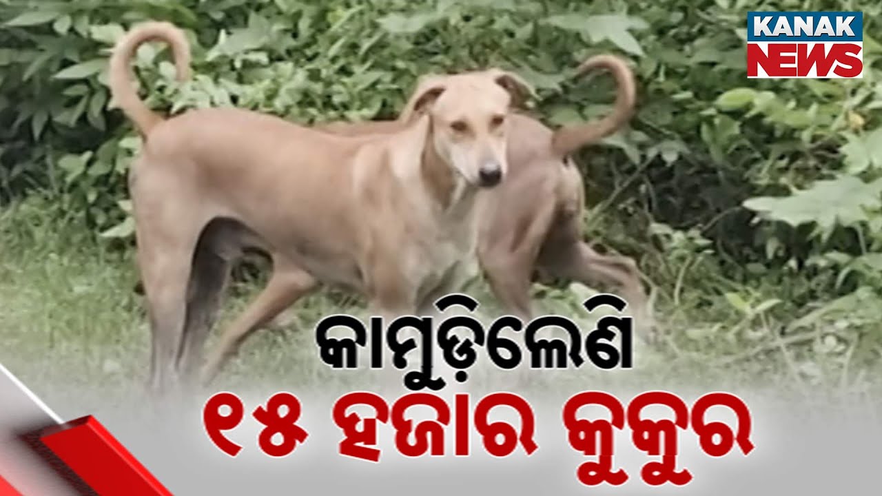 Stray Dogs Terrorize Ganjam Residents | Growing Threat Across The District