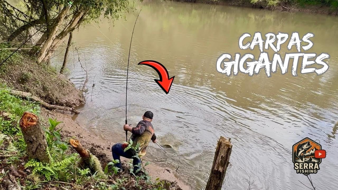 🐠 “Pescaria das CARPAS GIGANTES do Rio Canos, finalmente deram as caras!”🎣