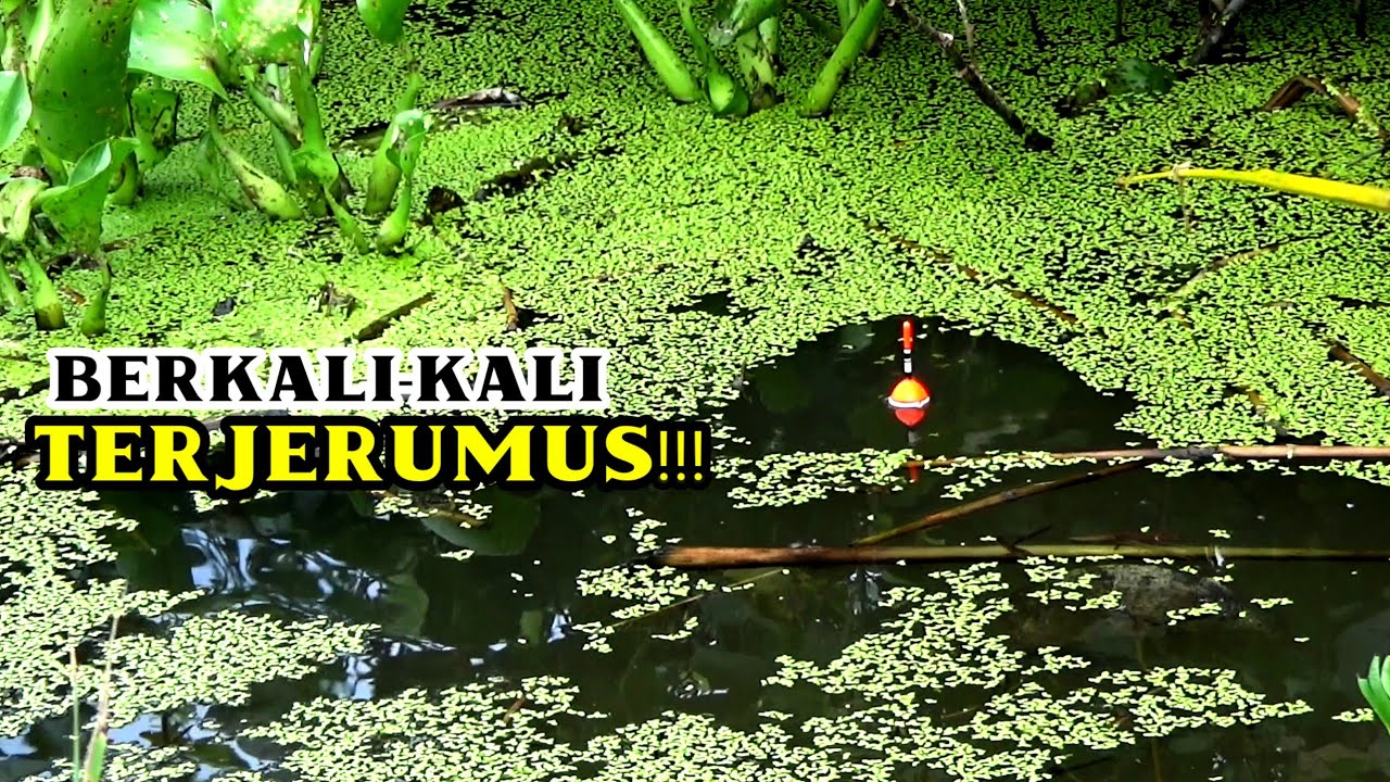 Rejekiku!!! Pemancing Sampai Terheran-heran Ketemu Spot Predator Begitu Ganas 