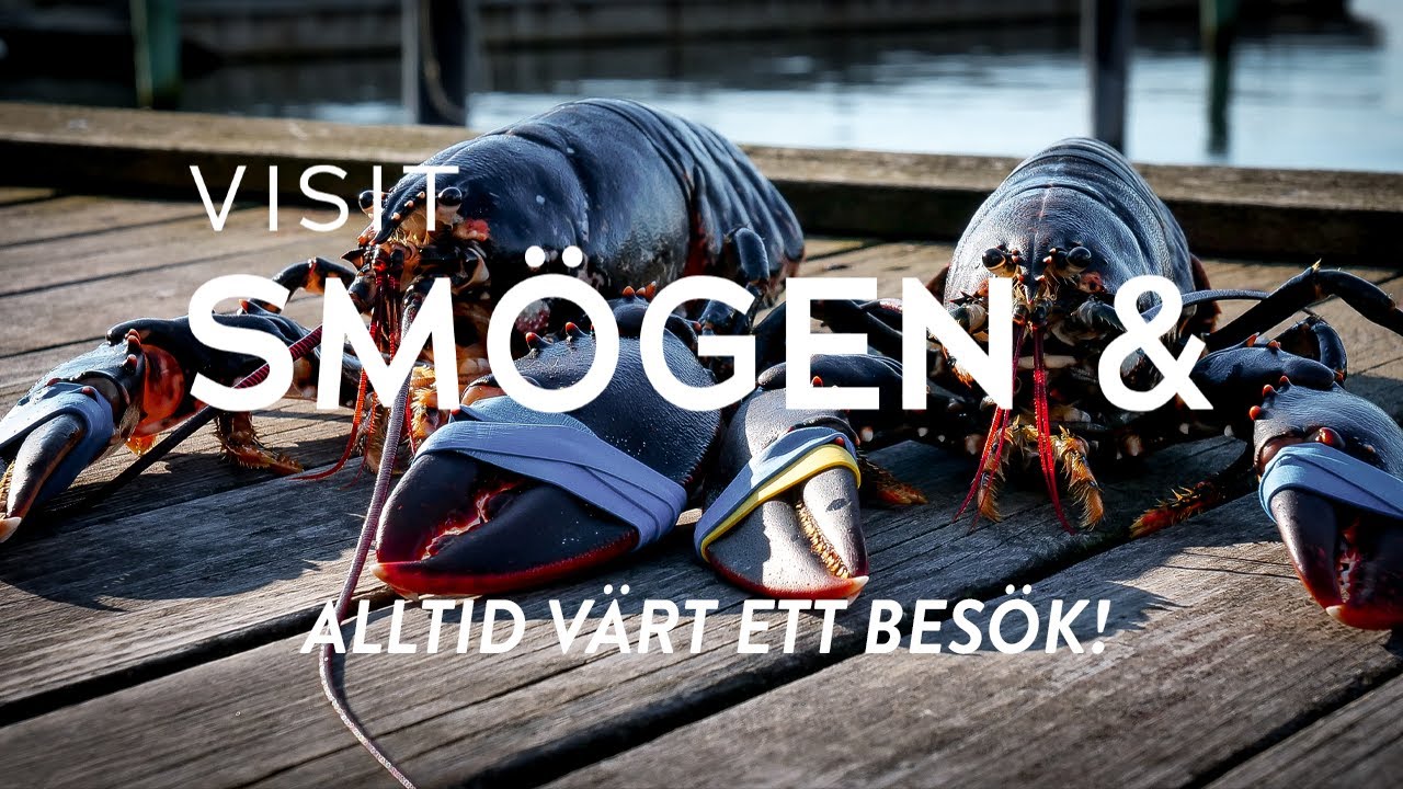 Hummerupplevelser • Visit Smögen &