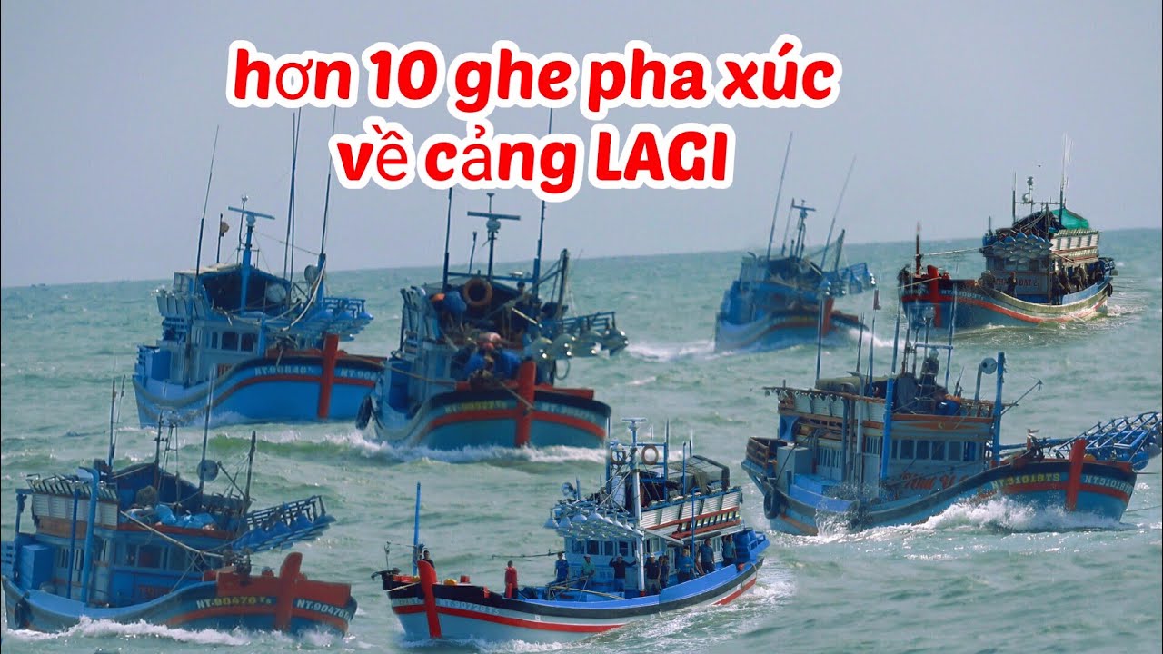 Hàng Chục Ghe Pha Xúc Về Cảng LAGI Với Hàng Ngàn Tấn Cá Cơm!!!!