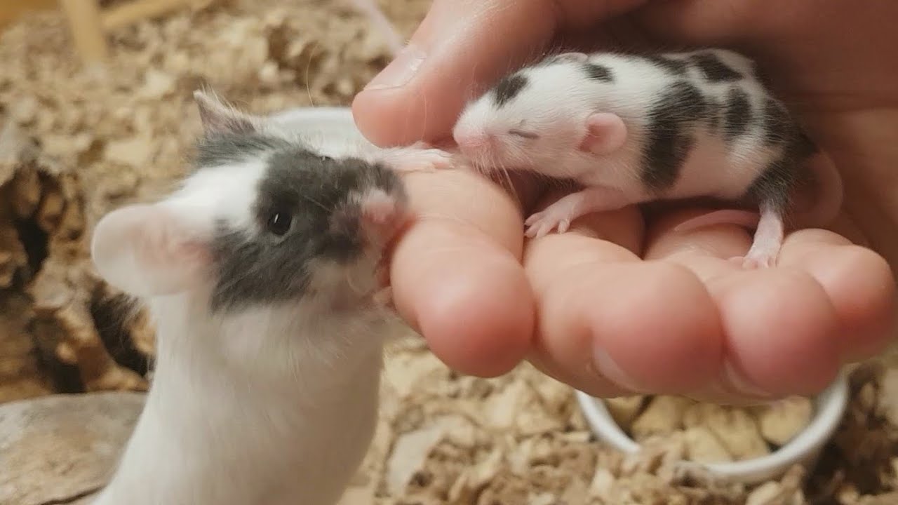 Baby Obsessed Mice, Amara and Athena