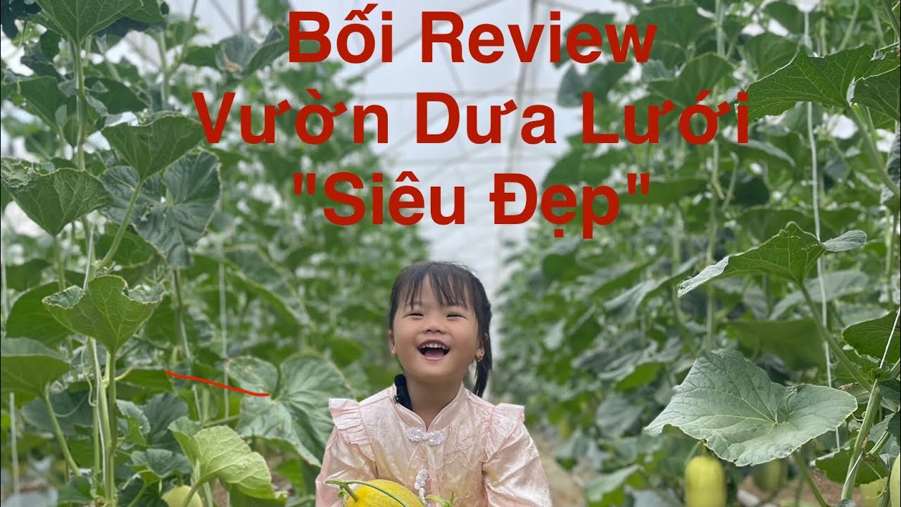 Bé Bối Thăm Vườn Dưa Lưới Siêu Đẹp 🍈 Giant Melon Harvest with Baby Boi