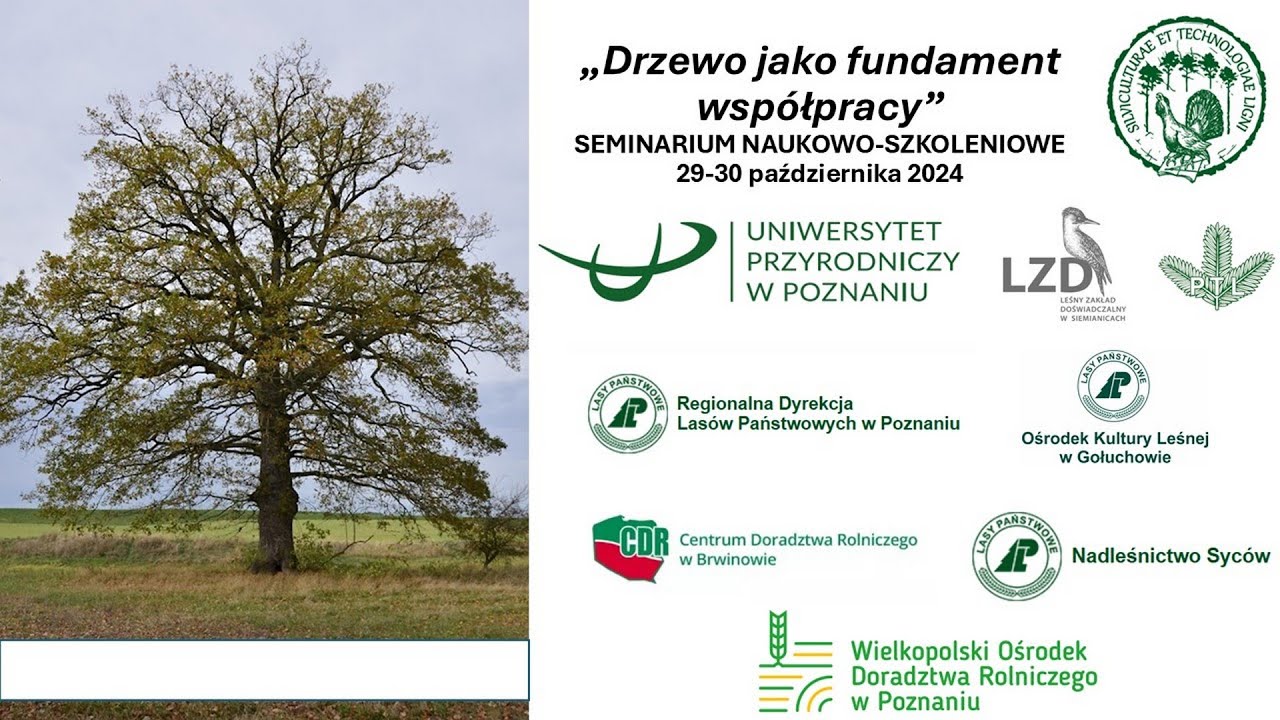 Drzewo jako fundament współpracy