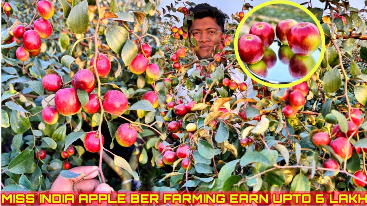 Apple Ber Ki Kheti/ Miss Indian Apple Ber Farming/ Thai Apple Ber Plant Nursery/ Kashmiri Red Ber