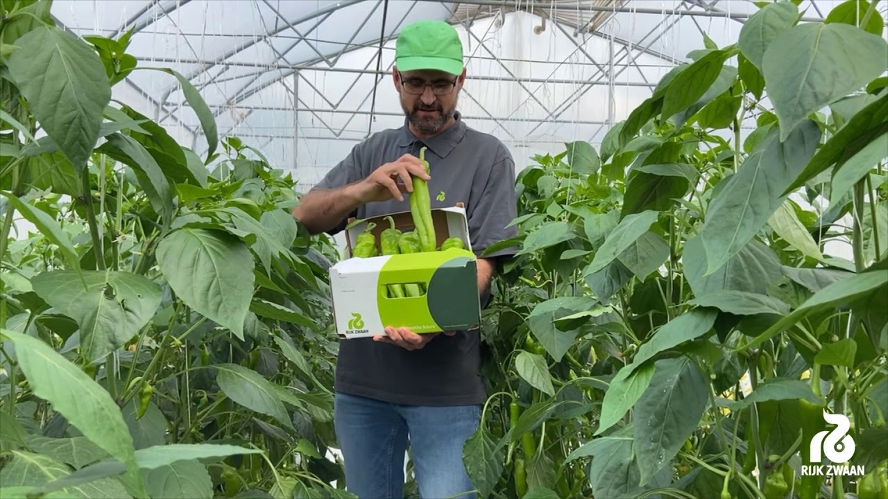 Online paprika bemutató 2020.04.30. #RijkZwaan