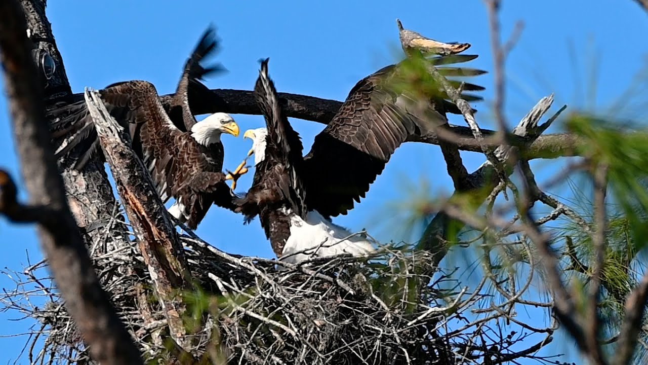 SWFL Eagles- M15 Fierce And Fearless Protector Of His Realm! #eagle #baldeagle #m15 #e21 #e22 #swfl