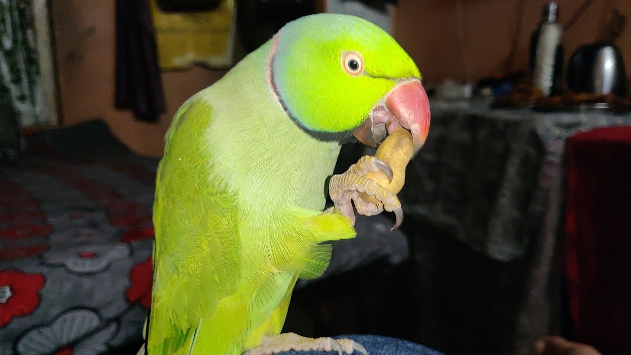 Talking Parrot Eating Peanut 🥜 come to meet mommy's