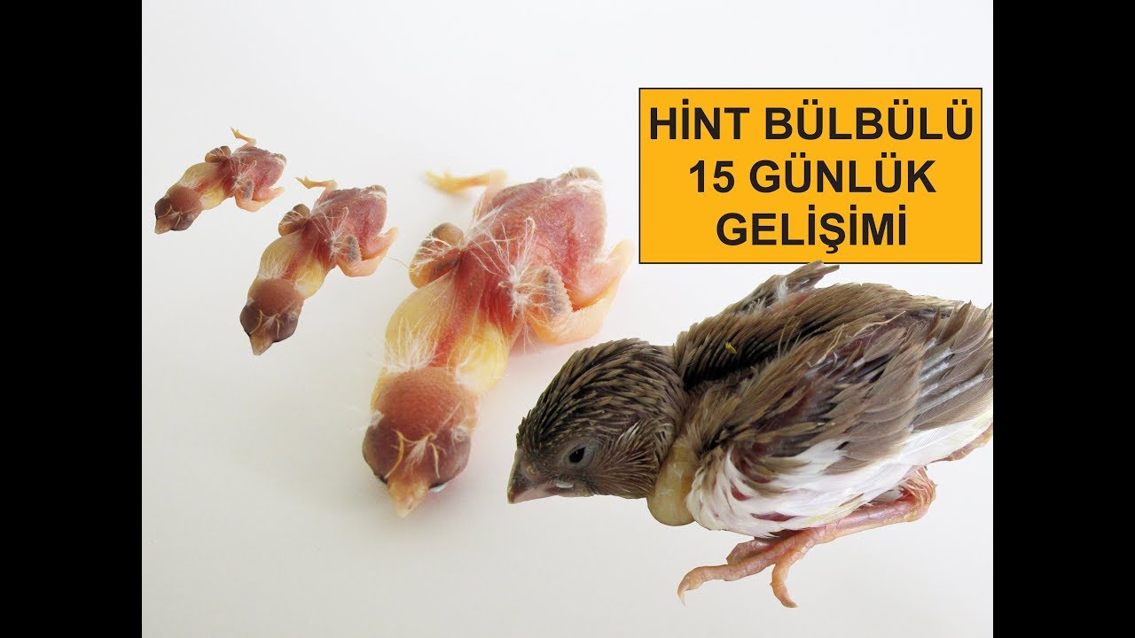Hint Bülbülü 15 Günlük Gelişimi